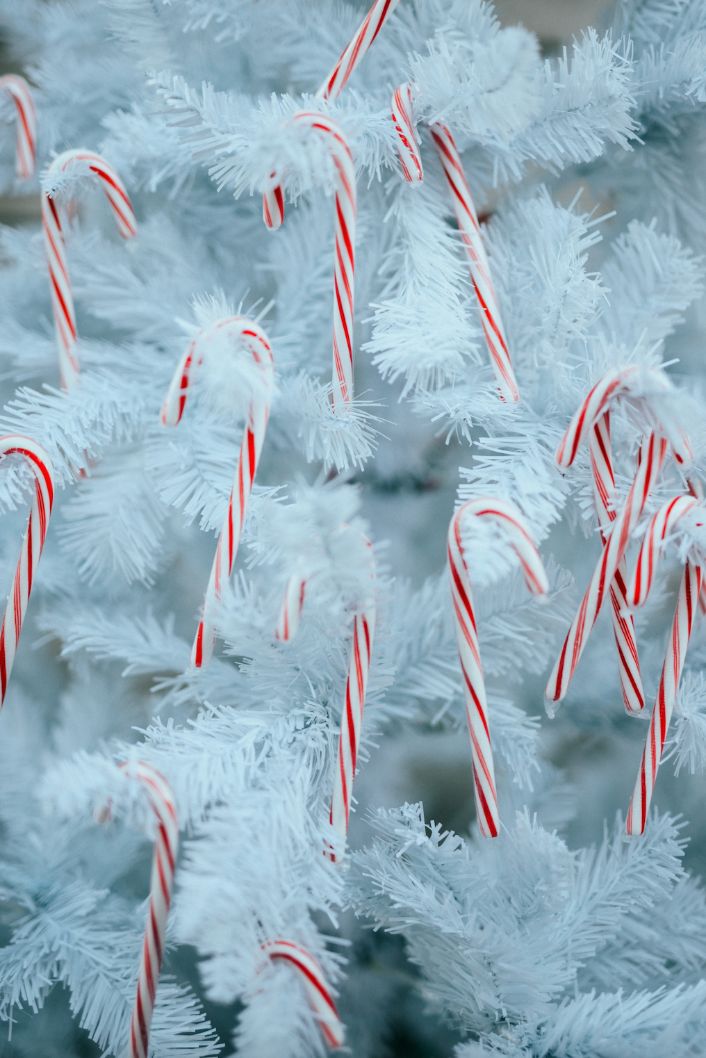 Jolly Peppermint