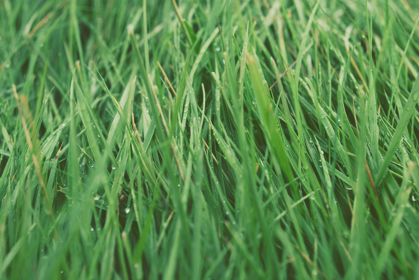 My Grass is Greener™