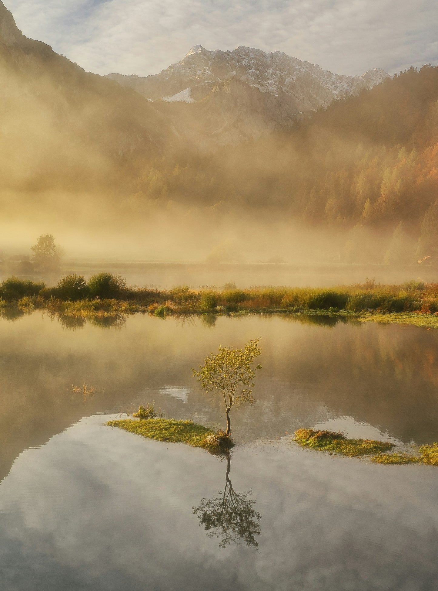 Morning Mist™