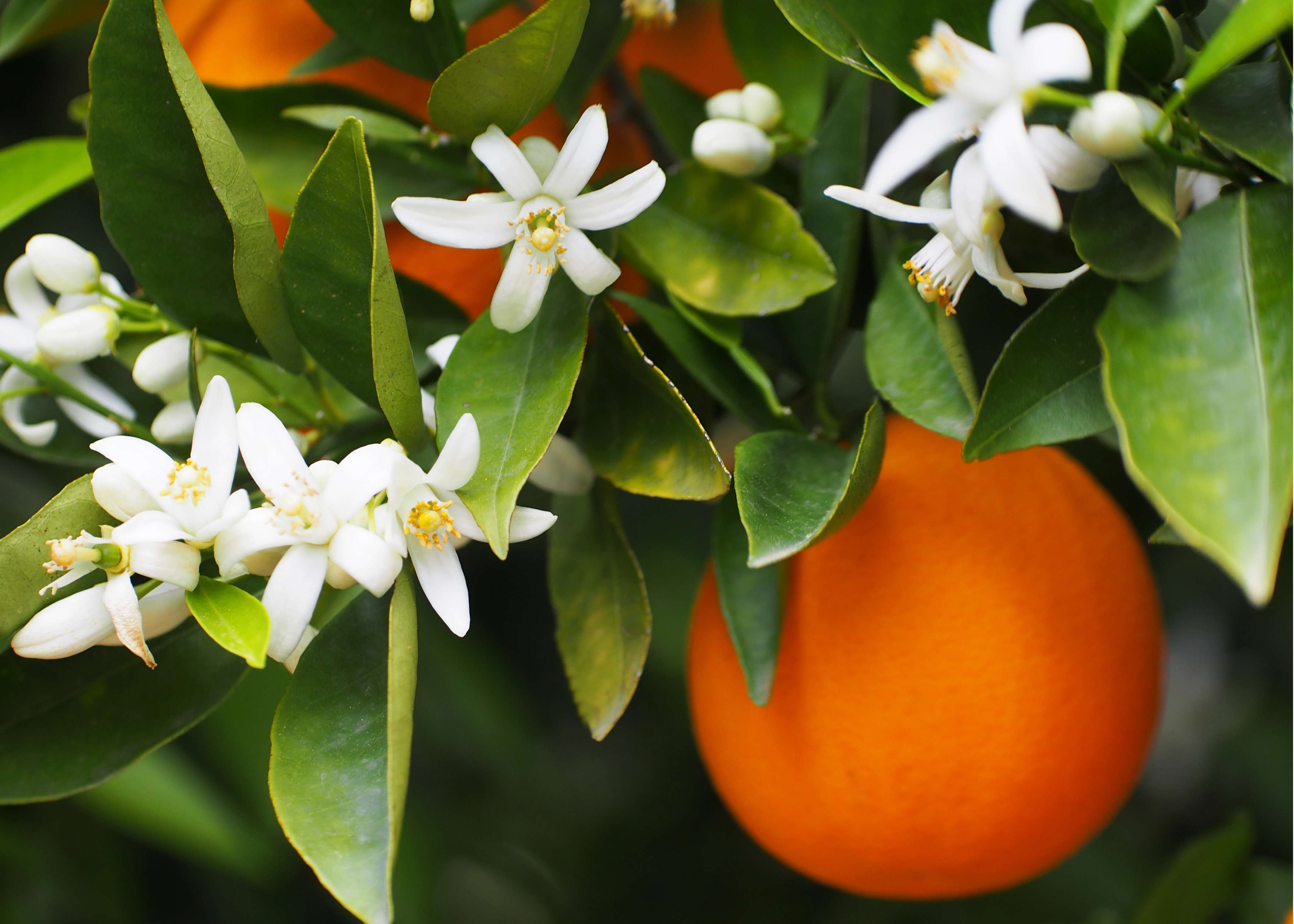 Green Neroli