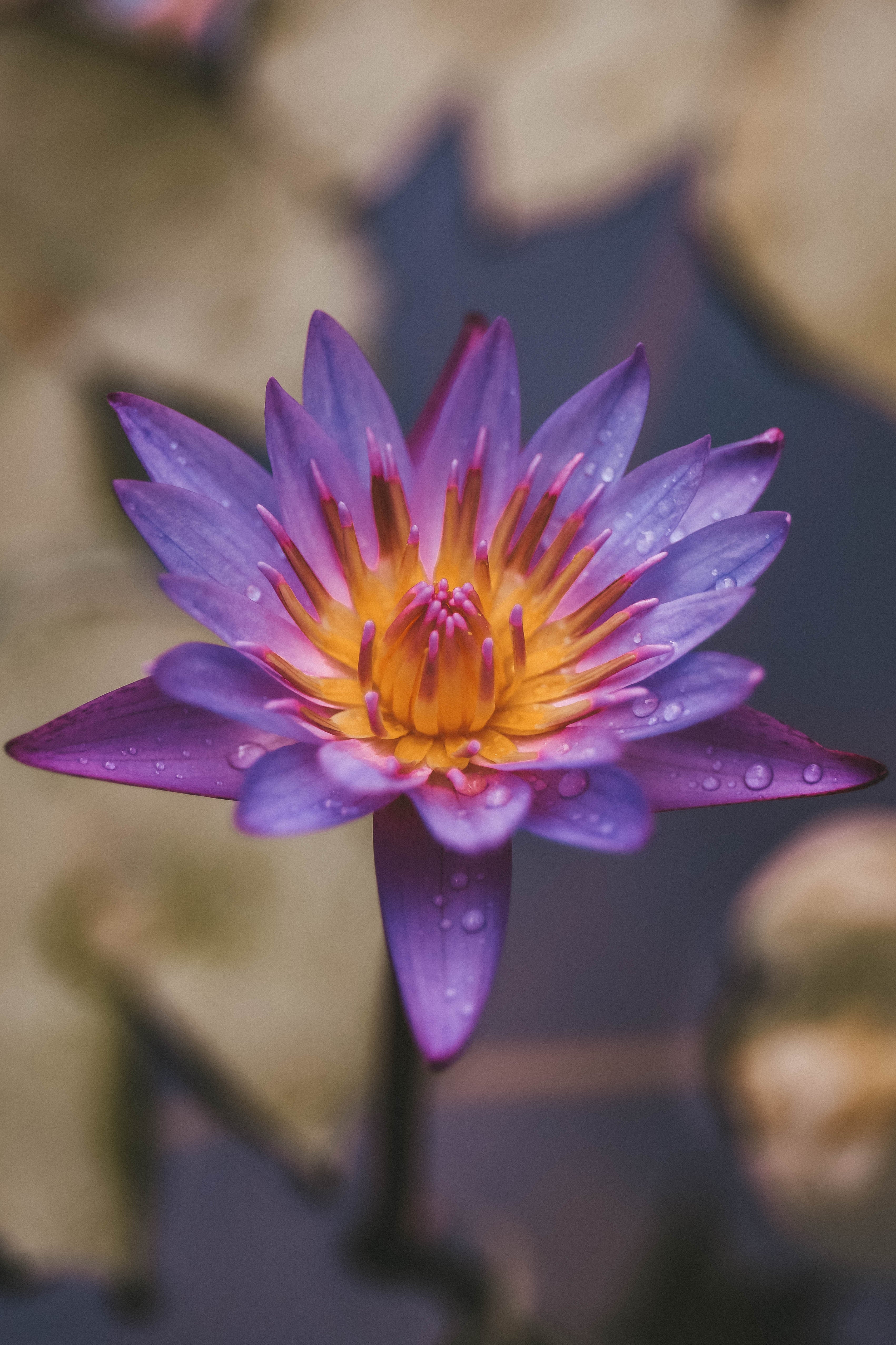 asiatic lilies scent Asian Lily