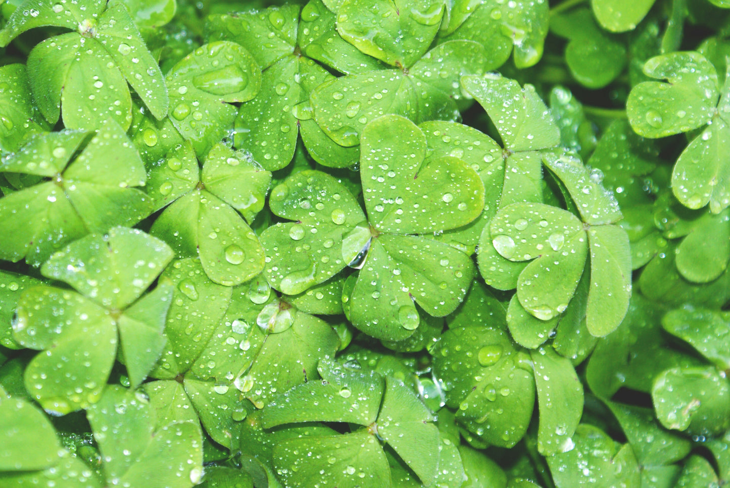 Green Clover & Aloe