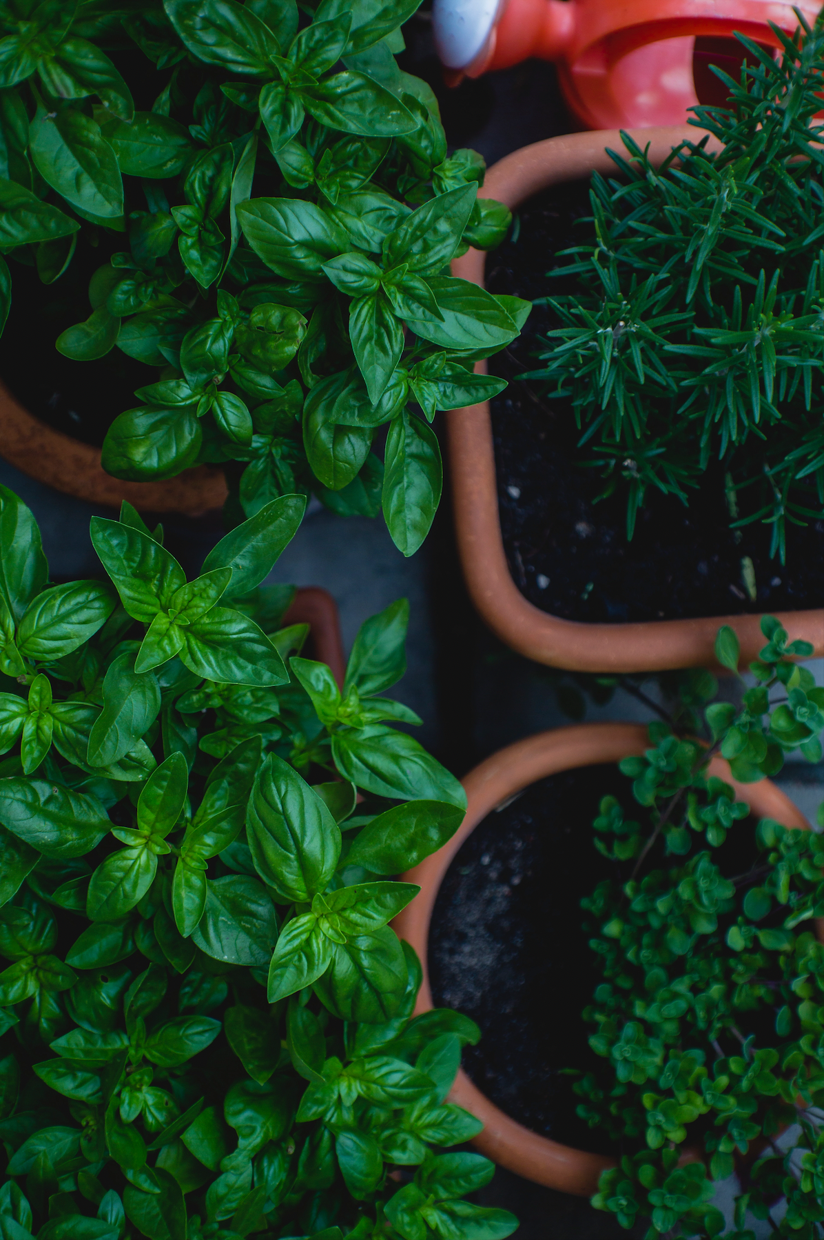 BASIL SESAME