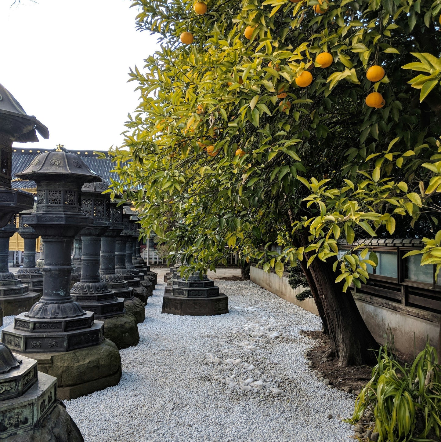 Japanese Citrus Garden™