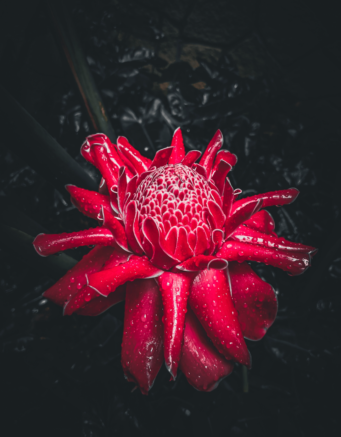 Ginger Flower™