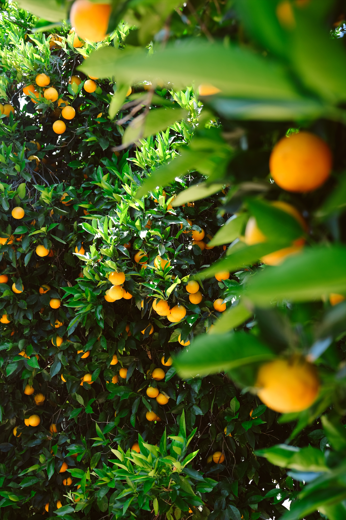 ORANGE GROVES™
