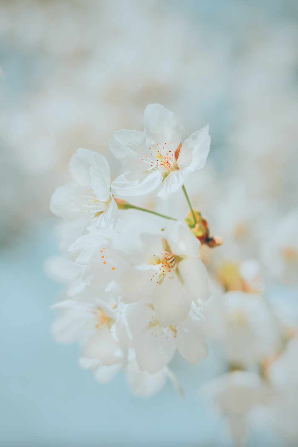 White Blossom Tea