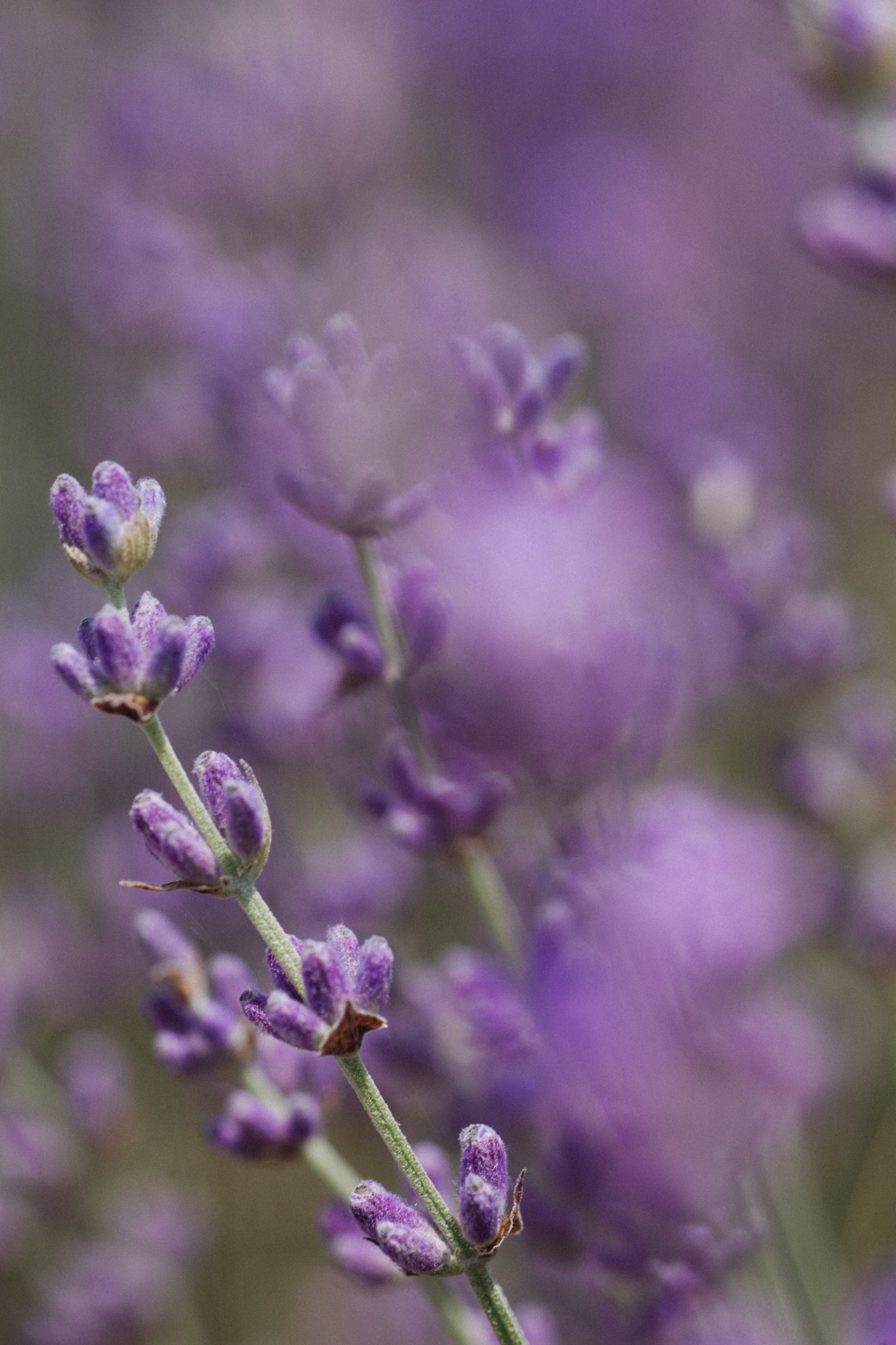 Lavender Haze - Lavender & Moonflower Inspired Fragrance Oil