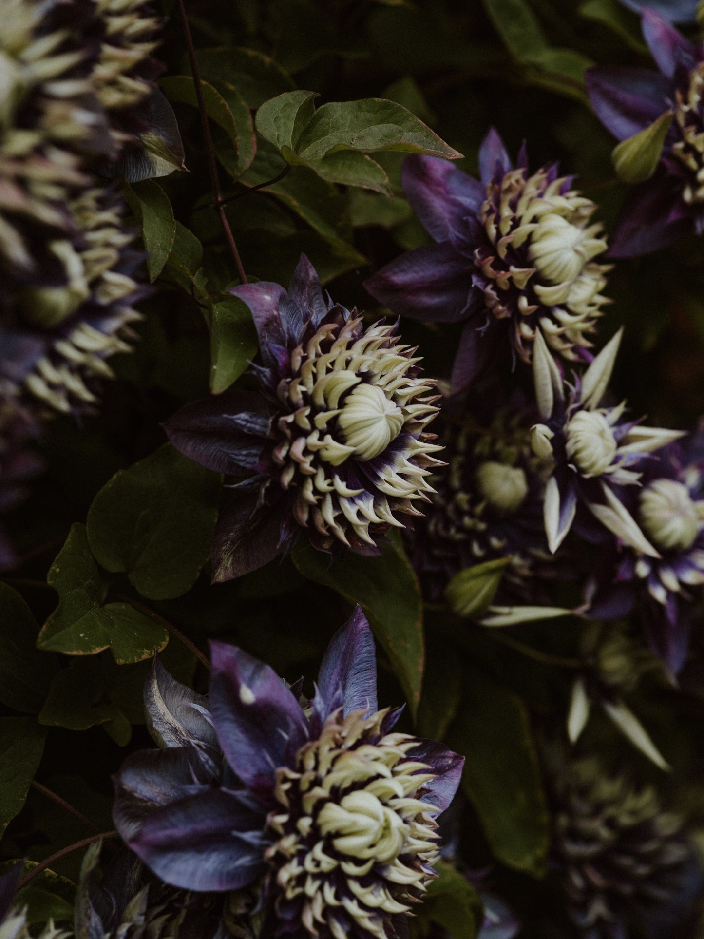Passionflower & Peaches