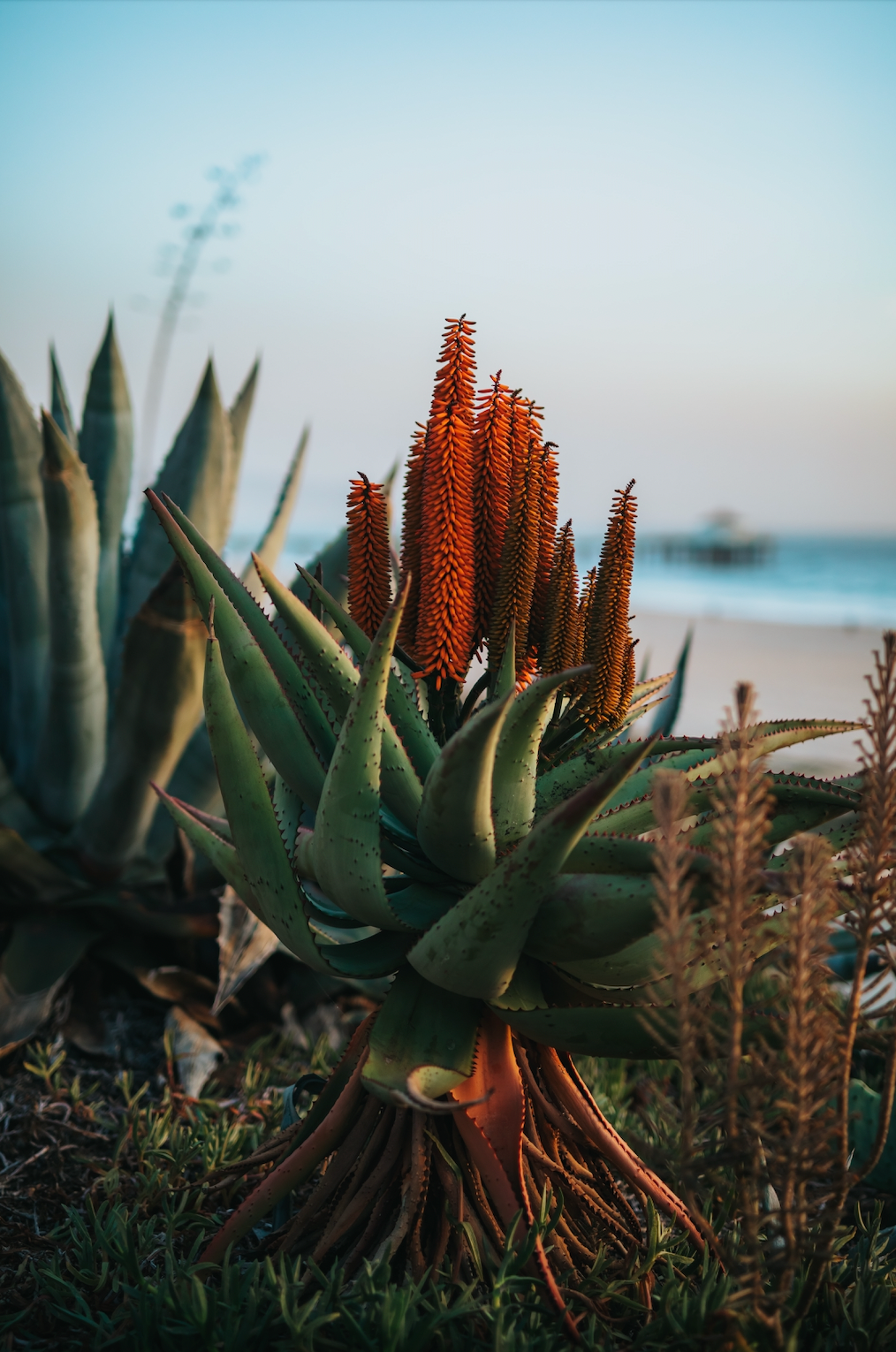 Tranquil Aloe