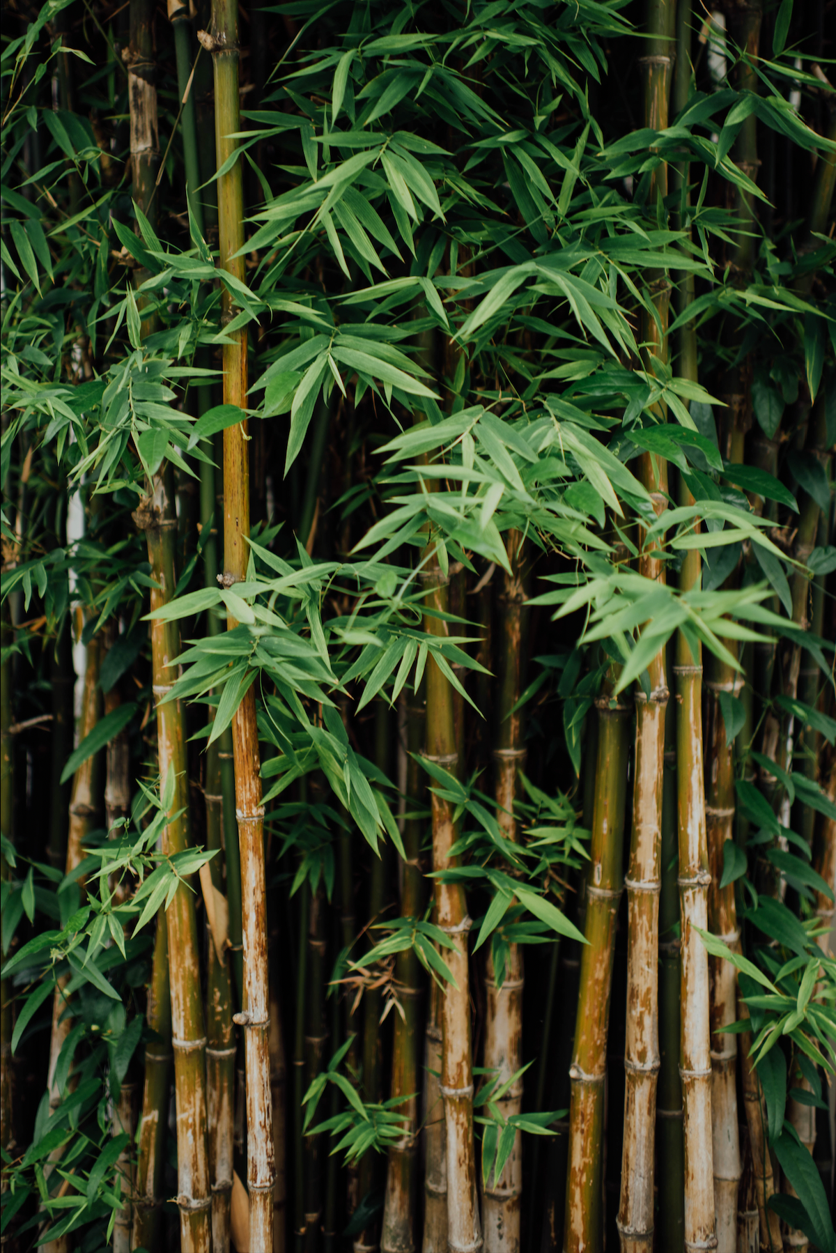 Green Bamboo