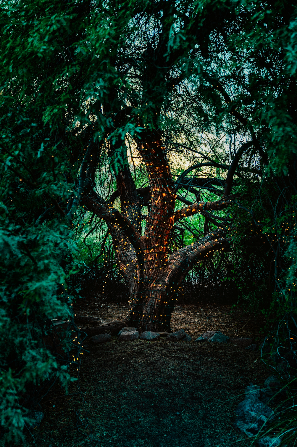Simbi Elemental Forest Realm - An Enchanting Simbi Fragrance Oil – SimbiFragrance