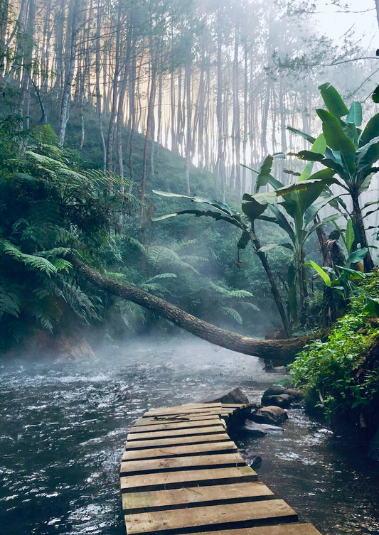 Jungle Adventures™