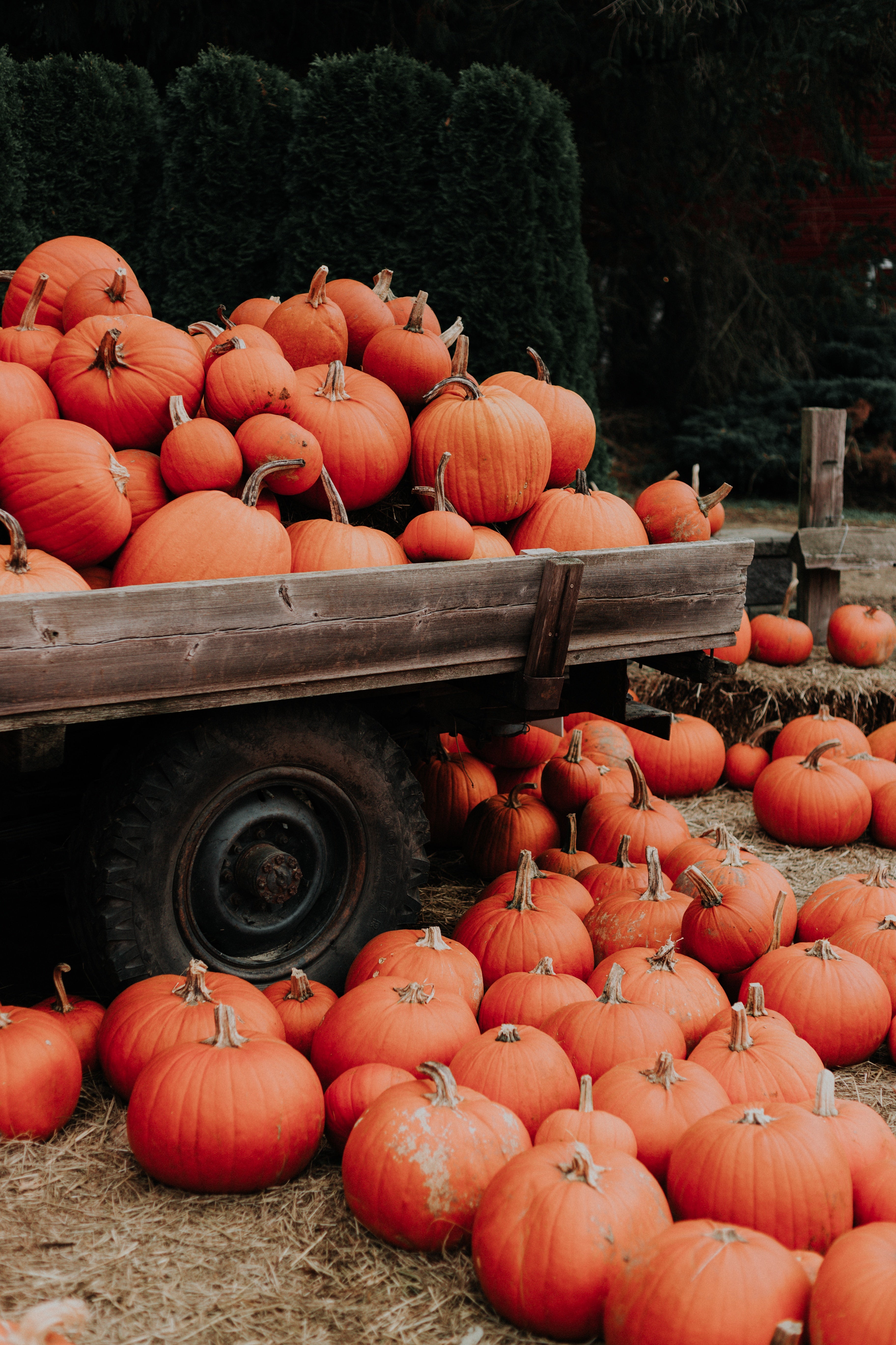 Pumpkin Patch™