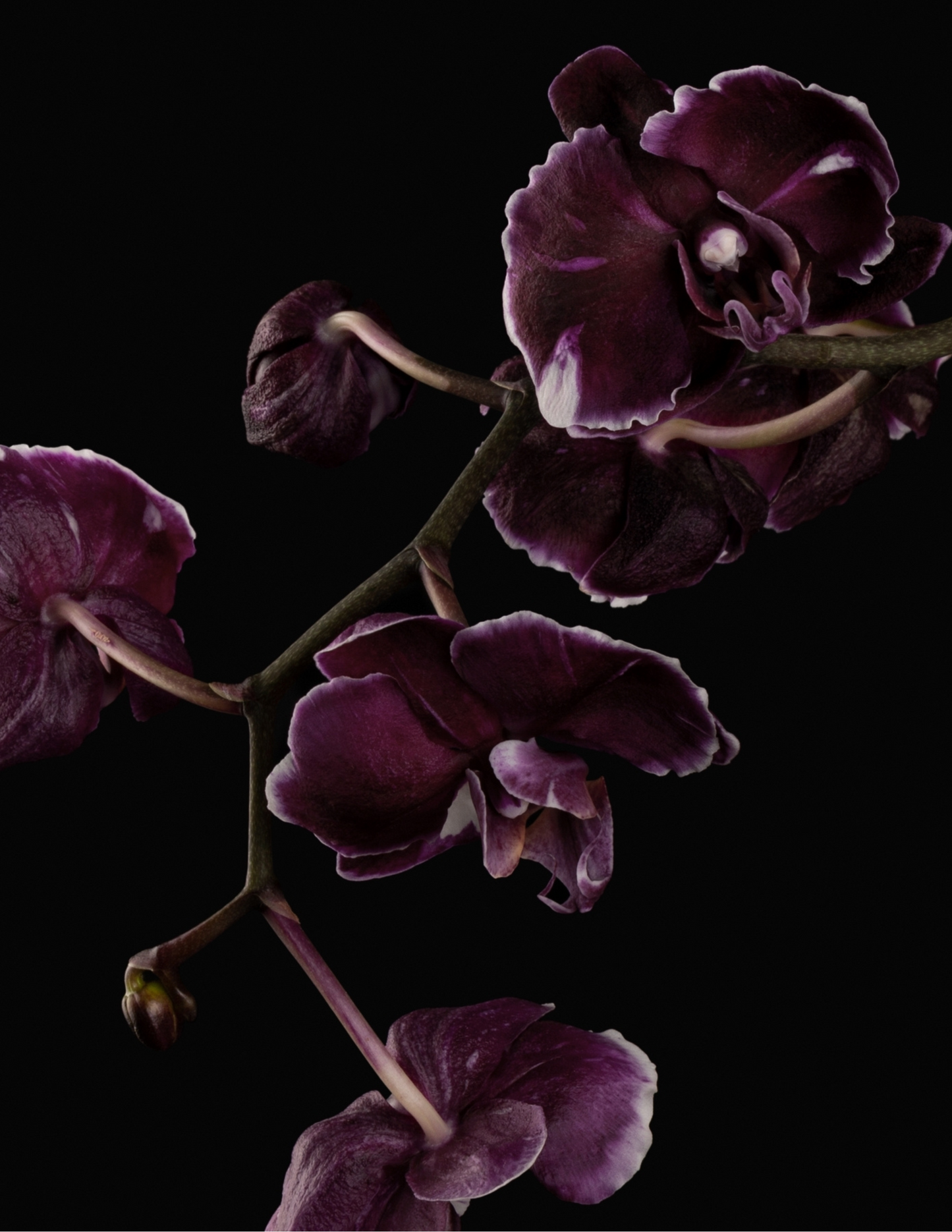 black orchids