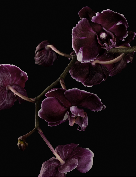 Black Orchid