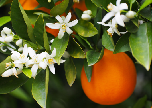 Sparkling Neroli