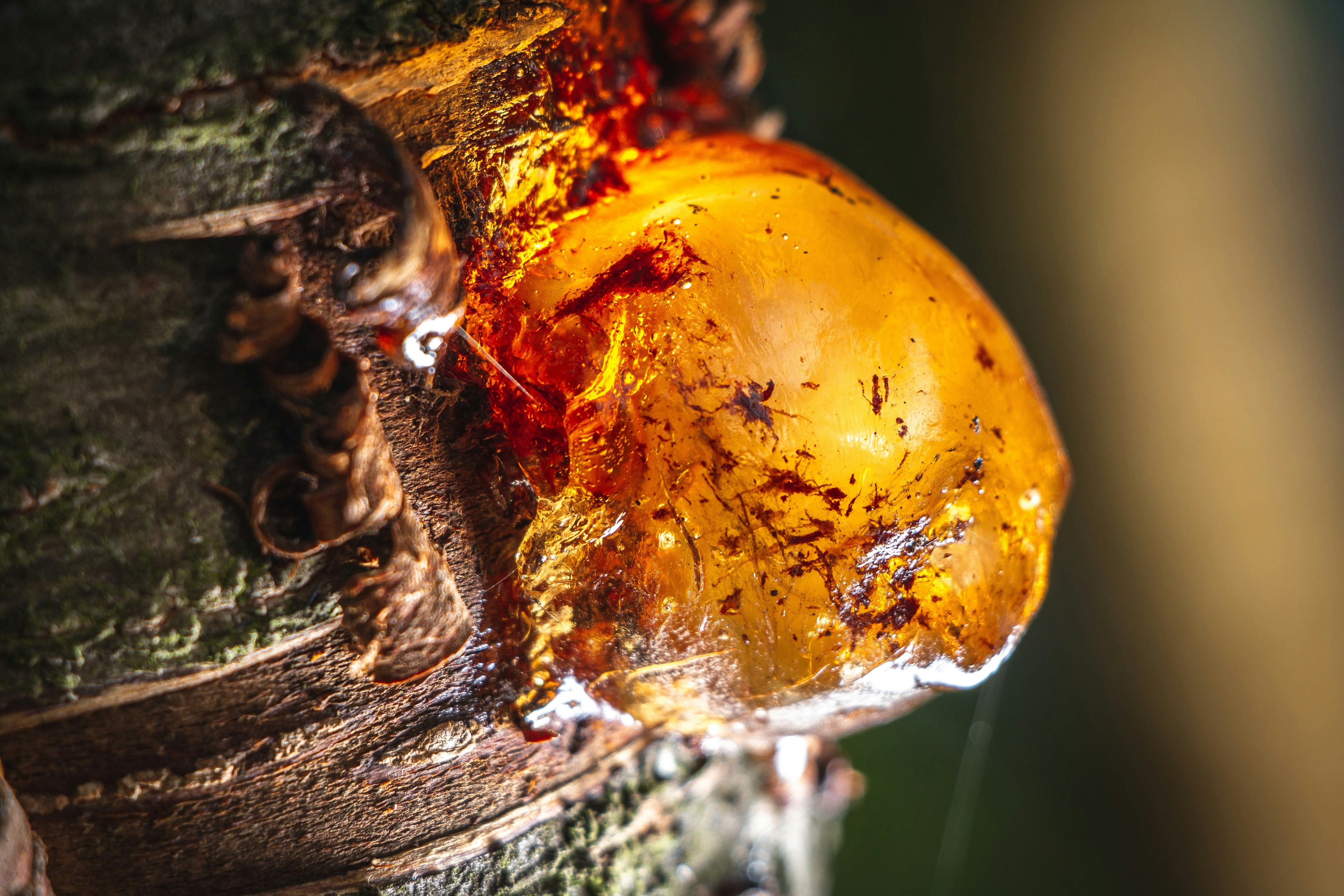 Baltic Amber Woods™