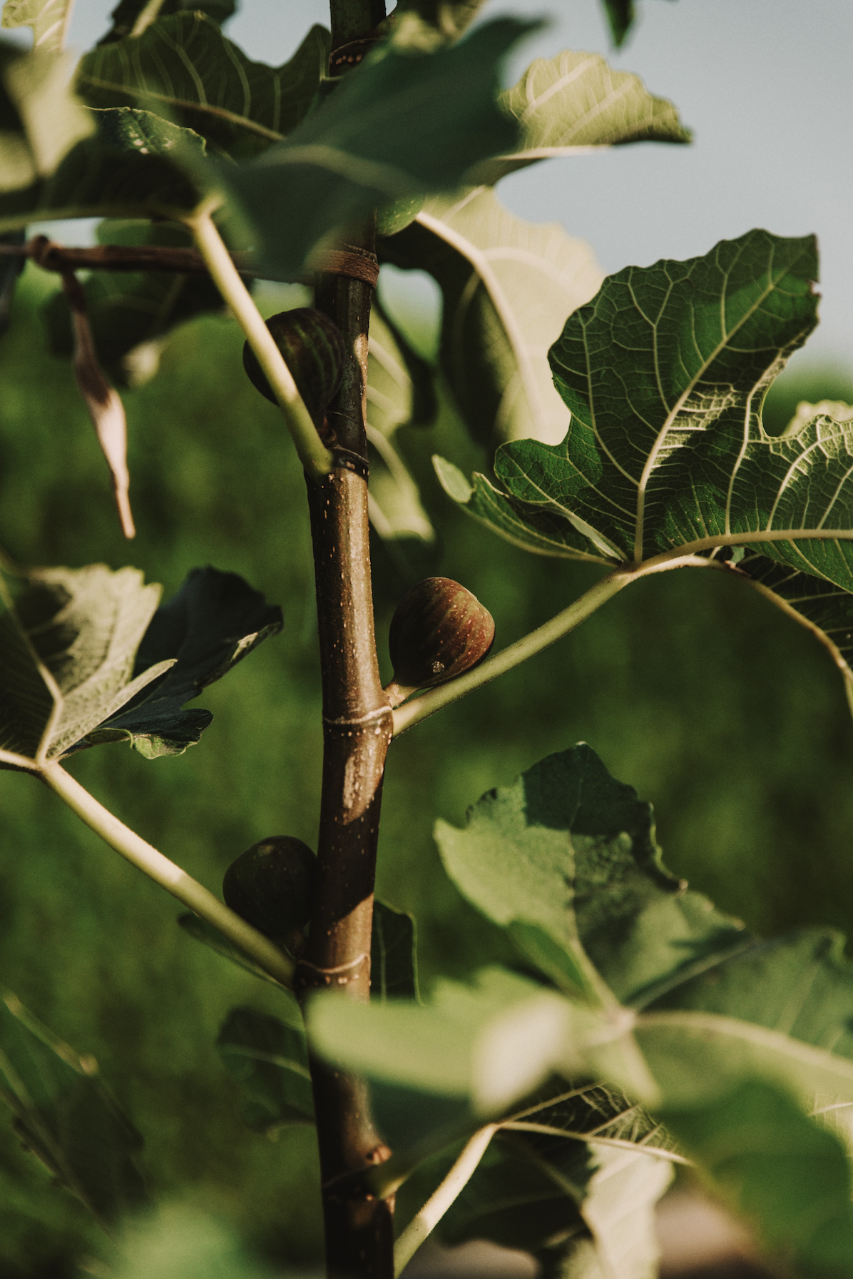 SACRED FIG™