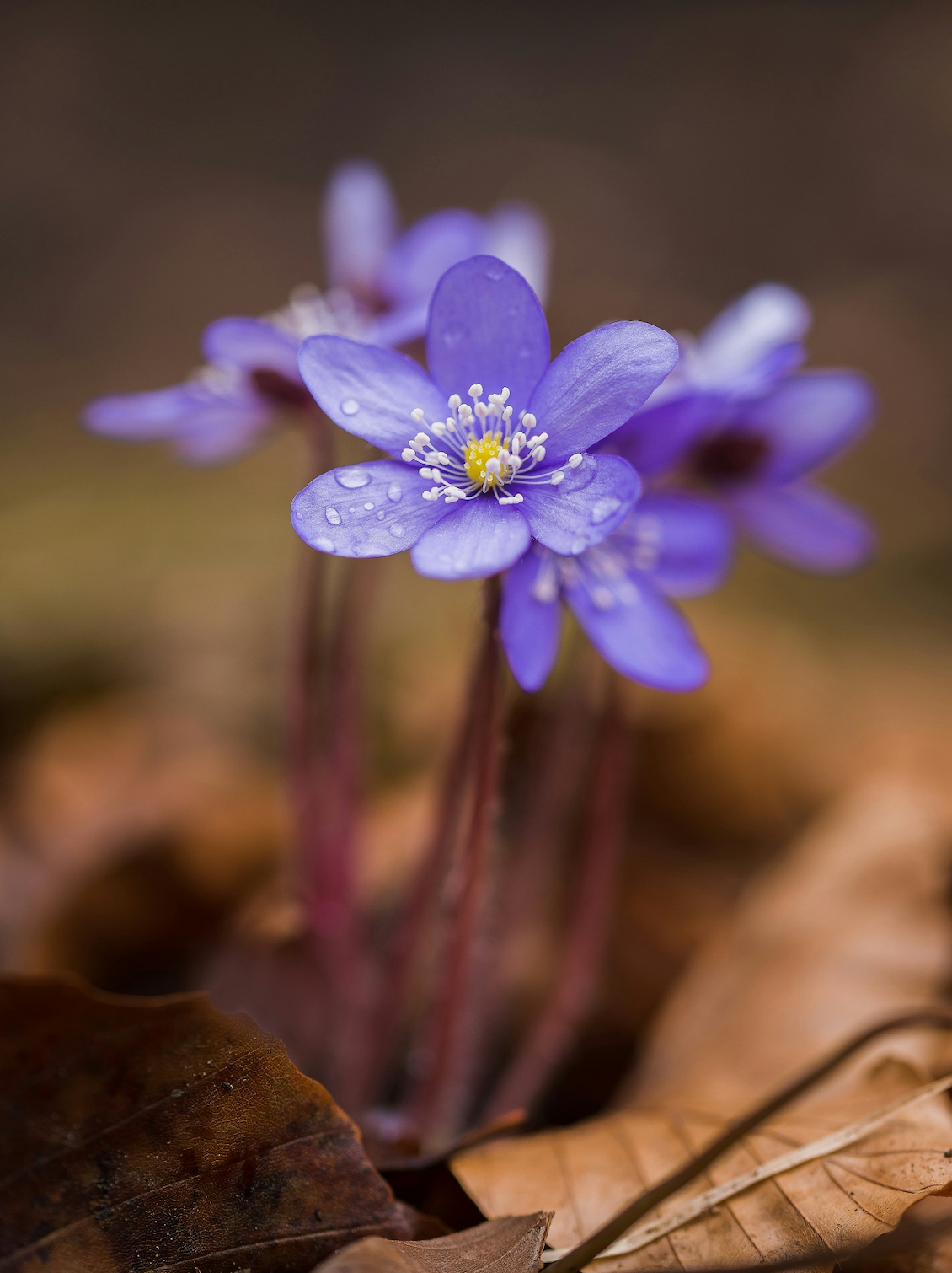 Violet Dreams