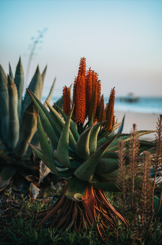 Tranquil Aloe