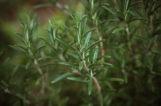 Mandarin Rosemary