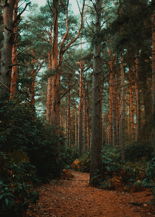 Pine Forest