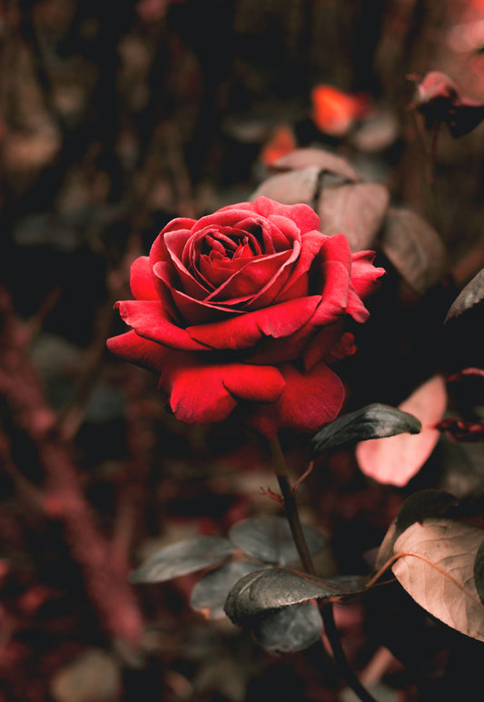 Rose & Chili Pepper™